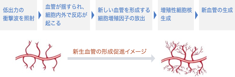 新生血管の促進イメージ