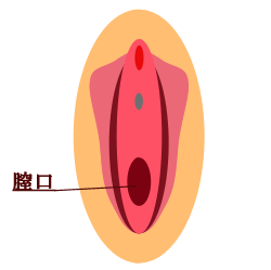 膣縮小イメージ図