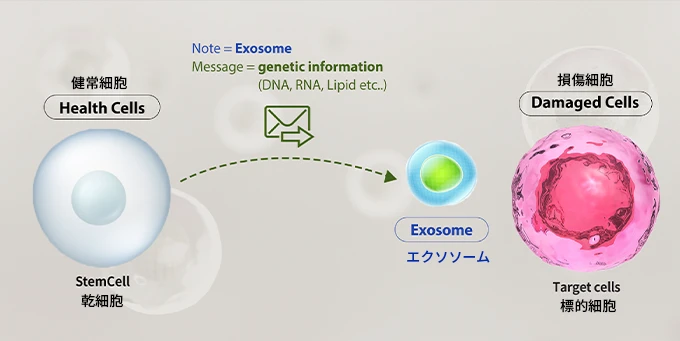 エクソソームとは
